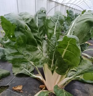 BLETTE - 500 g - 3,50 €/kg -